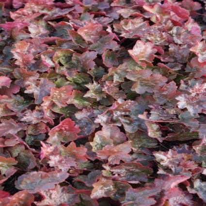 Purpurglöckchen (Heuchera 'Rachel')