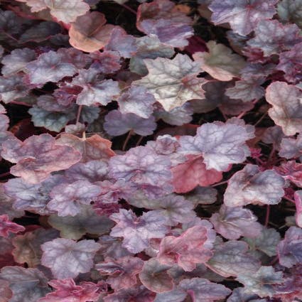Purpurglöckchen (Heuchera 'Regina')