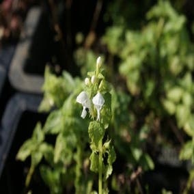 Taubnessel (Lamium maculatum 'Album')