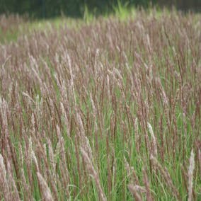 Perlgras (Melica ciliata)
