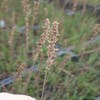 Pferdeschwanz (Molinia caerulea 'Moorhexe') BIO