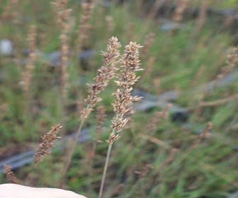 Pferdeschwanz (Molinia caerulea 'Moorhexe') BIO