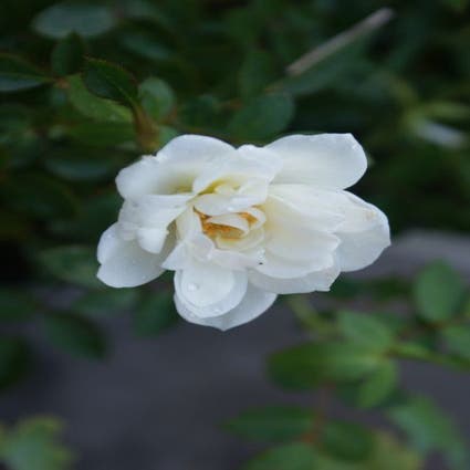 Patio-Rose (Rosa 'Kent')