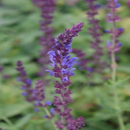 Salbei (Salvia nemorosa)