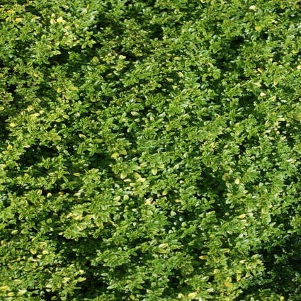 Zitronenthymian (Thymus citrodorus 'Aureus')