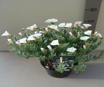 Silberwinde (Convolvulus cneorum )