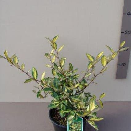 Olijfwilg (Elaeagnus pungens 'Maculata')