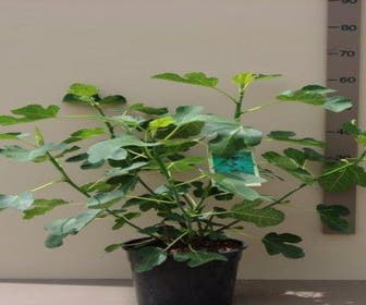 Feige (Ficus carica)