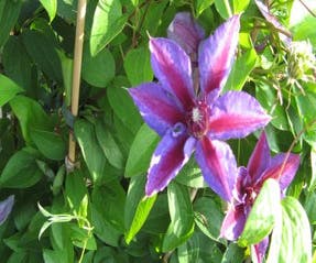 Waldrebe (Clematis 'Akaishi')