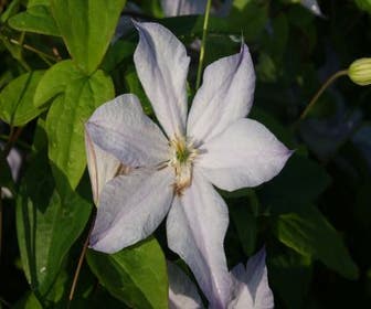 Waldrebe (Clematis 'Dutch sky')