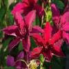 Waldrebe (Clematis 'Ruutel')