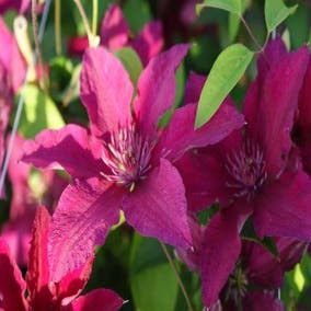 Waldrebe (Clematis 'Ruutel')