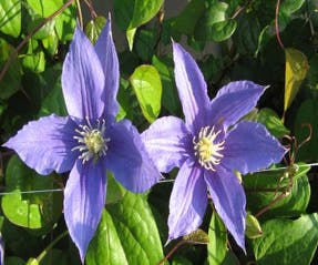 Waldrebe (Clematis 'Beauty of Worcester')