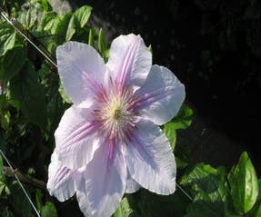 Waldrebe (Clematis 'Bees Jubilee')