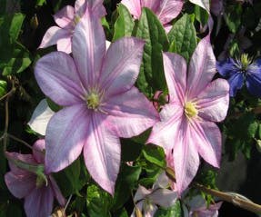 Waldrebe (Clematis 'Caroline')
