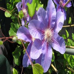 Waldrebe (Clematis 'Etoile de Malicorne')