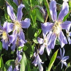 Waldrebe (Clematis 'Juuli')