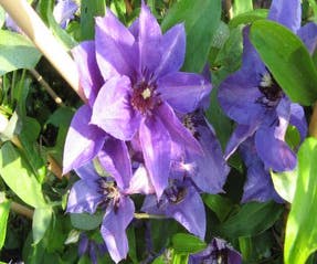 Waldrebe (Clematis 'Koenigssohn')