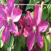 Waldrebe (Clematis 'Madame Edouard Andre')