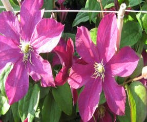 Waldrebe (Clematis 'Madame Edouard Andre')