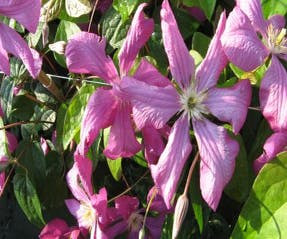 Waldrebe (Clematis 'Margot Koster')