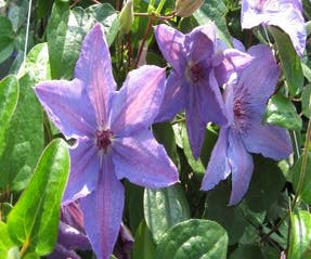 Waldrebe (Clematis 'Minister')