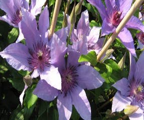 Waldrebe (Clematis 'Natascha')