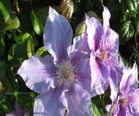 Waldrebe (Clematis 'Sealand gem')