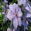 Waldrebe (Clematis ´The First Lady´)