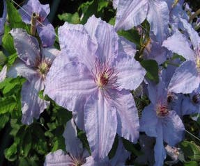 Waldrebe (Clematis ´The First Lady´)