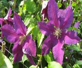 Waldrebe (Clematis 'Vostok')
