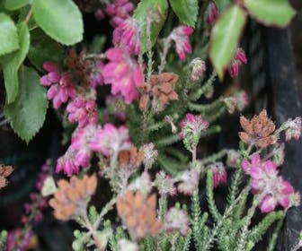 Gewöhnliche Glockenheide (Erica tetralix 'Con Underwood')