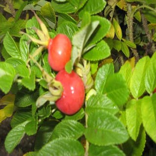 Runzelrose (Rosa rugosa 'Rubra')