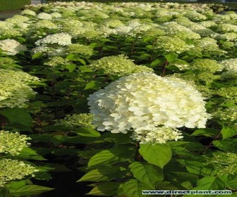 Federhortensie (Hydrangea paniculata 'Limelight'®)