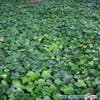 Großblättriger Efeu (Hedera hibernica)