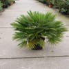 Zwergpalme (Chamaerops humilis 'Vulcano')