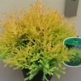 Thuja (Thuja occidentalis 'Rheingold') (Directplant)