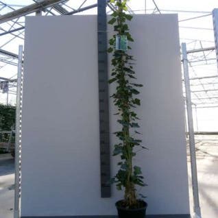 Efeu in Bogenform (Hedera hibernica)