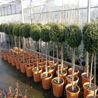 Liguster auf Stamm (Ligustrum delavayanum)