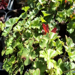 Storchschnabel (Geranium dalmaticum)