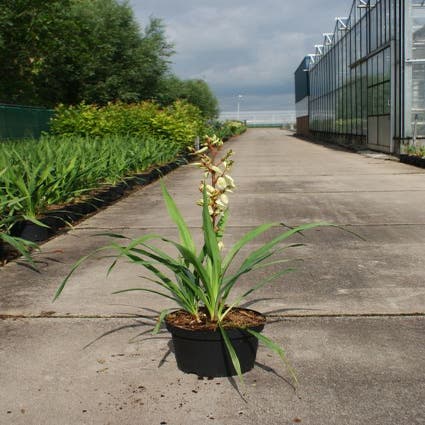 Palmlilie (Yucca filamentosa)