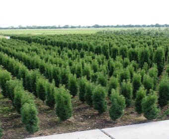 Säulen-Eibe (Taxus baccata 'Fastigiata Robusta')