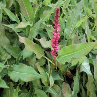 Knöterich (Persicaria amplexicaulis 'Orangofield')