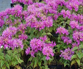 Bergamotpflanze (Monarda 'Petite Delight')