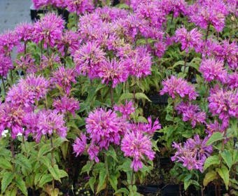 Bergamotpflanze (Monarda 'Petite Delight')