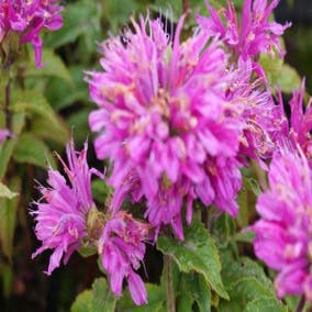 Bergamotpflanze (Monarda 'Petite Delight')