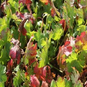 Storchschnabel (Geranium cantabrigiense 'Berggarten')