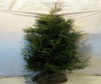 Lebensbaum (Thuja plicata 'Martin')