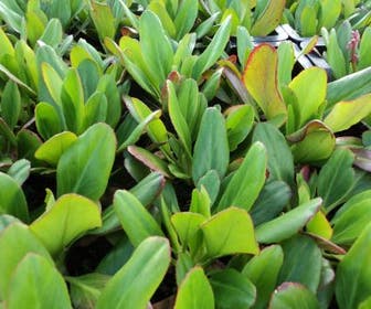 Schuhblättrige (Bergenia 'Winterglöd')