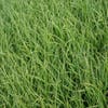 Sumpf-Segge (Carex acutiformis)